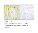 Product image for TF2E2 Antibody