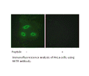 Product image for NKTR Antibody