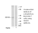 Product image for CD153 Antibody