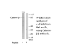 Product image for Catenin-&beta;1 Antibody