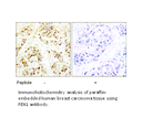 Product image for FEN1 Antibody