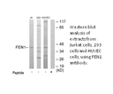 Product image for FEN1 Antibody