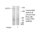 Product image for CUTL1 Antibody