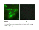 Product image for TNR4 Antibody