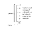 Product image for GATA4 Antibody