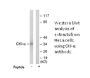 Product image for CKI-&alpha; Antibody