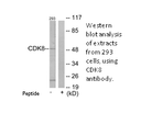 Product image for CDK8 Antibody