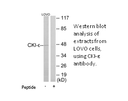 Product image for CKI-&epsilon; Antibody