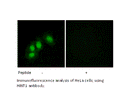 Product image for HINT1 Antibody