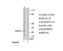 Product image for HINT1 Antibody