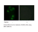 Product image for BMX Antibody