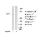 Product image for BMX Antibody