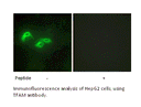 Product image for TFAM Antibody