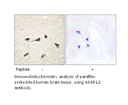 Product image for AKAP12 Antibody