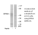 Product image for SFRS4 Antibody