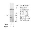 Product image for KLF Antibody