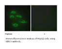 Product image for SERC3 Antibody