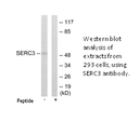 Product image for SERC3 Antibody