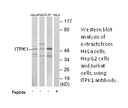 Product image for ITPK1 Antibody