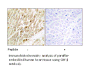 Product image for CBF &beta; Antibody