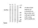 Product image for GLPK2 Antibody