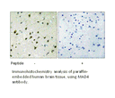 Product image for MAD4 Antibody