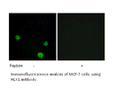 Product image for HLX1 Antibody