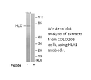 Product image for HLX1 Antibody