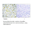 Product image for CHD4 Antibody