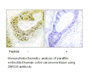 Product image for ZNF638 Antibody