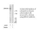 Product image for ZNF638 Antibody