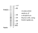 Product image for FAKD3 Antibody