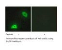 Product image for DUSP6 Antibody