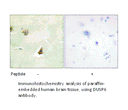 Product image for DUSP6 Antibody