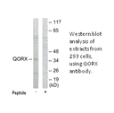 Product image for QORX Antibody