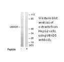 Product image for UBXD5 Antibody