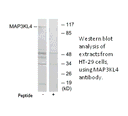 Product image for MAP3KL4 Antibody