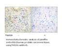 Product image for TM16G Antibody