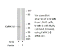 Product image for CaMK1-&beta; Antibody