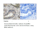 Product image for ERN2 Antibody