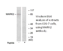 Product image for MARK2 Antibody