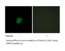 Product image for ARMX2 Antibody