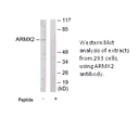 Product image for ARMX2 Antibody