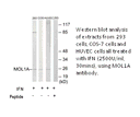 Product image for MOL1A Antibody