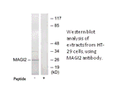 Product image for MAGI2 Antibody