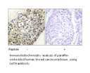 Product image for LATH Antibody