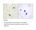 Product image for PLXDC1 Antibody