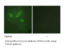 Product image for TUSC5 Antibody