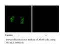 Product image for CKI-&alpha;1/L Antibody