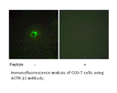 Product image for ACTR-1C Antibody